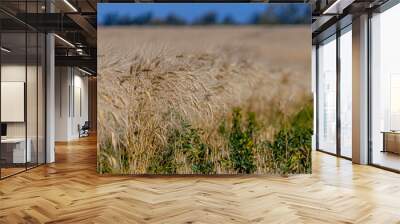 Ripe ears of wheat in the fields during harvest. Close up Wall mural