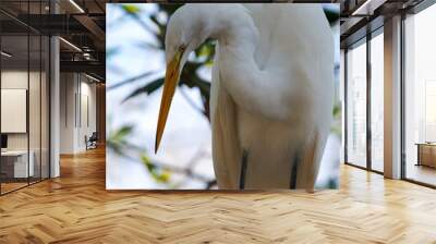 Great White Egret Stock Photo. Close-up,displaying white feather plumage, head, beak, eye, with a blur background in its environment and habitat. Image. Picture. Portrait. Wall mural