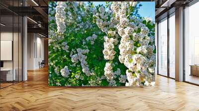 Beautiful spring flowers. A flower is a system of organs of seed reproduction of flowering plants. Wall mural