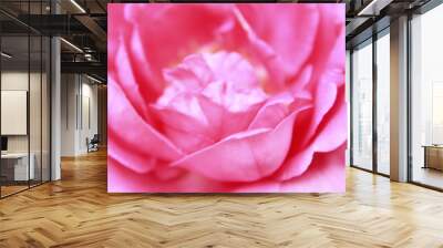 pink rose closeup Wall mural