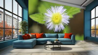 white flower Wall mural