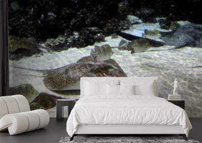 Large aquarium with a swimming stingray. Wall mural