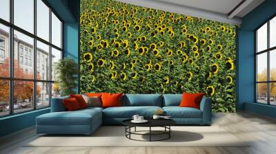 Sonnenblumenfeld, Sonnenblumen, ( Helianthus annus ), Toscana, Italien, Europa Wall mural