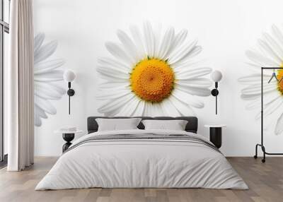 Collection of set White daisy flower isolated on transparent background. PNG file, cut out Wall mural