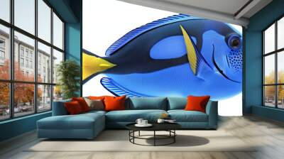 Blue tang fish Isolated on white background Wall mural