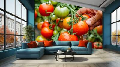 Bunch of bright red tomatoes soaked with water droplets on organic farm tomato plant, farmer's hand picking produce  Wall mural