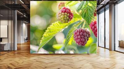 Fresh red and green raspberries growing vibrant and juicy berries natural garden scene healthy and appetizing fruit lush foliage close-up on raspberry plant seasonal harvest organic produce Wall mural