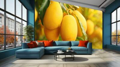 Mango garden on trees lush and fruitful orchard vibrant mangoes hanging from branches green foliage and sunny setting bountiful harvest tropical fruit trees serene and natural environment Wall mural