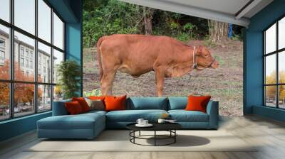 cow in the field Wall mural