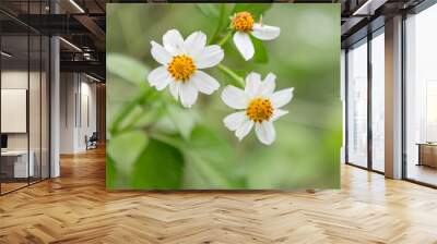 white flowers on green nature background Wall mural