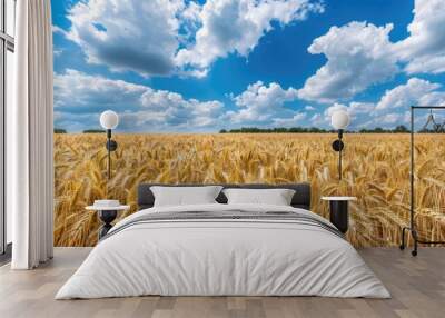 Field of golden wheat under sunny blue sky in rural landscape Wall mural