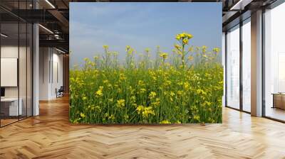 field of yellow flowers, mustard flowers field in India,  beautiful yellow color mustard flower in India,  mustard flowers landscape.  Wall mural