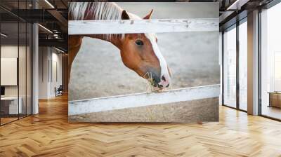 A beautiful horse with a light mane and a white spot on its muzzle stands behind a white wooden fence in a paddock and eats dry hay. The care and feeding of the horse. Wall mural