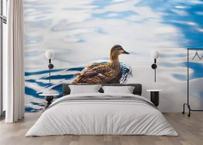 A wild brown duck floats on the clear, sky-reflecting water surface of the lake on a bright day. Wall mural