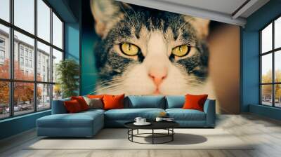 Portrait of a gray and white tabby cat, with its yellow eyes staring at the camera. The cat is a beloved pet. Wall mural