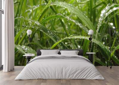 grass and morning dew Wall mural