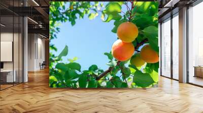 Fresh ripe apricots on tree. Sunny day. Wall mural