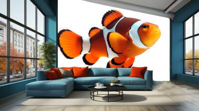 An orange and white clown fish isolated on a transparent background Wall mural