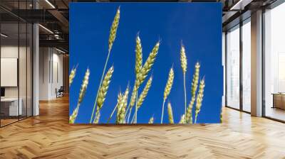 ears of wheat Wall mural