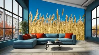 ears of wheat Wall mural