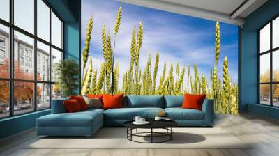 ears of wheat Wall mural