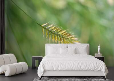 Herbaceous plant Comb-shaped granary or combed granary (Latin. Agropyron cristatum) in a summer field  Wall mural