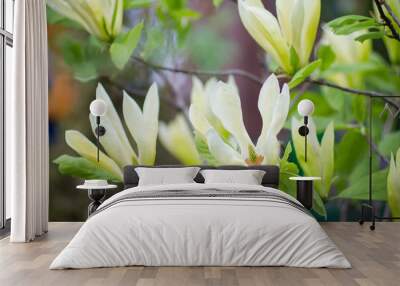 Magnolia acuminata L tree in spring, with flowering branches. Wall mural