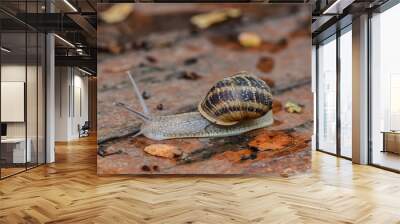 Close up snail on wet wood after rain. Wall mural