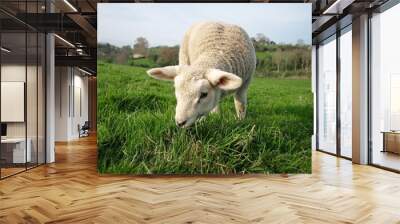 sheep in a field Wall mural