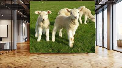 spring lambs Wall mural