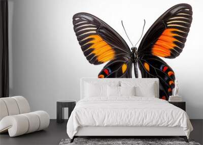 Stunning black and orange butterfly with detailed wings, perfect for nature, beauty, or wildlife themes in photography. Wall mural