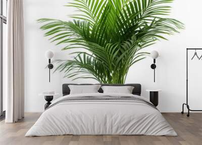 Photo of areca palm plant in flowerpot isolated Wall mural