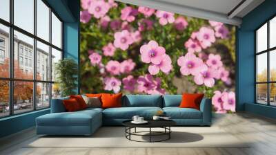 pink Androsace flowers in a garden Wall mural