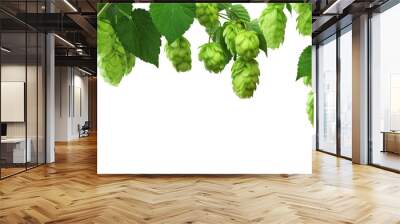 Green hop plants, isolated on white background.  ripe green hop cones, beer brewing ingredient. Common Hop. Wall mural