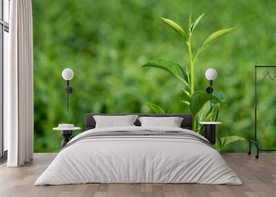 Top of fresh raw organic green tea leaf in plantation field farm Wall mural