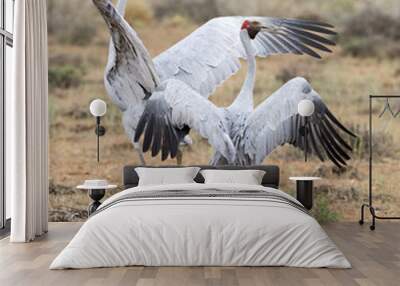  brolga dancing in Western Queensland, Australia Wall mural