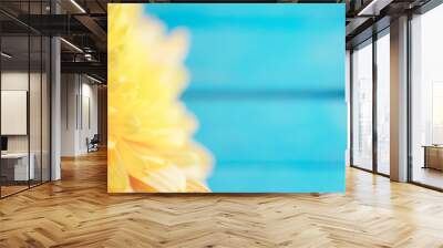 Close up background of yellow chrysanthemum flower on blue backg Wall mural