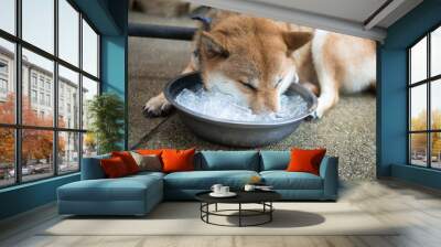  dog summer ice bucket Wall mural