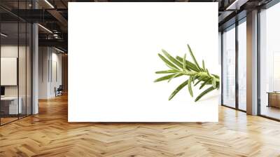 fresh rosemary sprig on white Wall mural