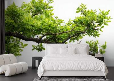 Close-up of a lush green tree branch with vibrant leaves against a white background, showcasing the beauty of nature in detail. Wall mural