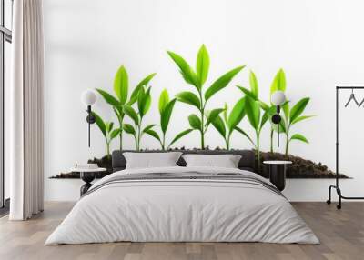 Fresh green plants growing from soil on a white background. Wall mural