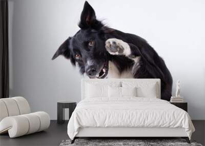 Close up portrait of a adorable purebred Border Collie dog looking aside raising up one of his front paws isolated over grey wall background with copy space. Funny puppy showing tongue, mouth open. Wall mural