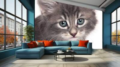 Cute kitten Wall mural