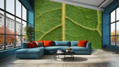 Leaf texture Wall mural