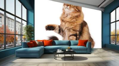 Siberian cat Wall mural