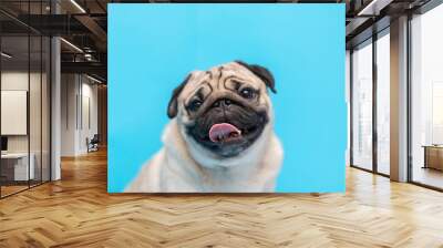 Happy adorable dog pug breed smile and cheerful on blue background,Pug Purebred Dog Concept Wall mural