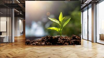 Plant, growth, grow. Seedling grow in the soil with sun light. (Panorama image) Wall mural