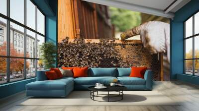 Beekeeper in protective gear, holding a wooden hive frame with worker bees and honeycomb. Beekeeping hobby and lifestyle concept. Wall mural