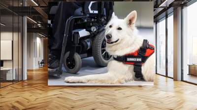 Service dog giving assistance to disabled person on wheelchair. Wall mural