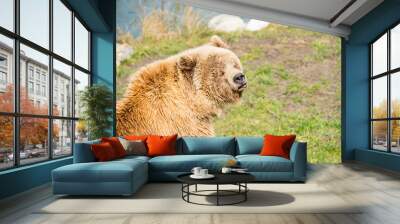 Brown bear Wall mural